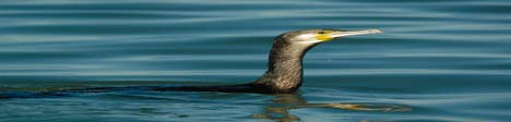 (Muscicapa striata), függőcinege (Remiz pendulinus) és berki tücsökmadár