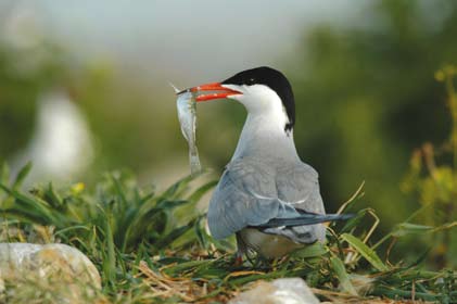 (Haliaeetus albicilla). Az egész Duna menti terület jelentős madártelelőhely.