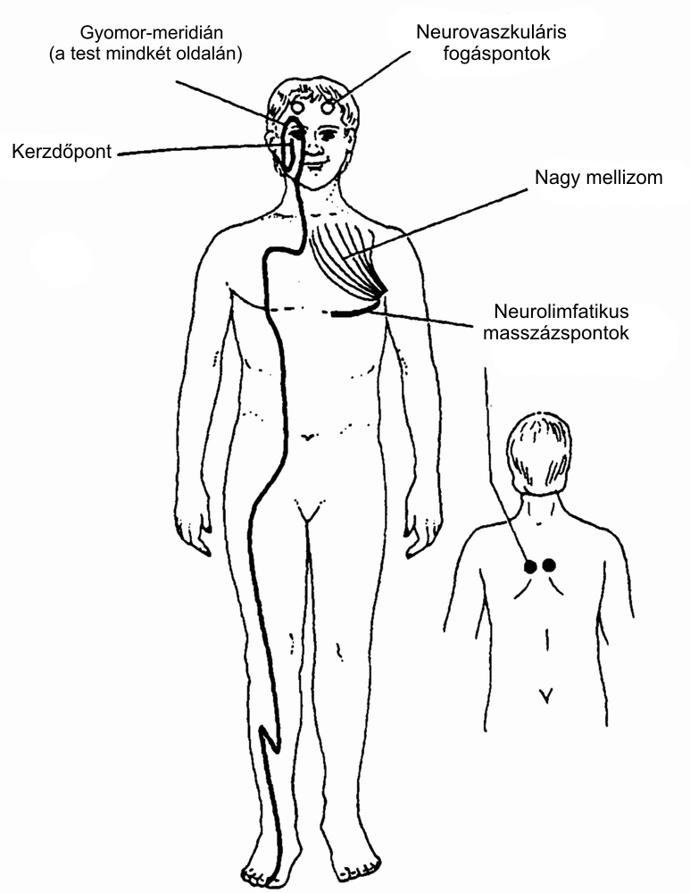 8/a ábra. A nagy mellizom (pectoralis major clavicularis) erősítő kezelése: az izom és a kapcsolódó meridián helyzete. 8/b ábra. A neurolimfatikus masszázspontok.