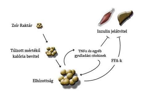 mediátornak, amely túltermelődik elhízás esetén, lokális és valószínűsíthetően szisztémás hatása van a metabolizmusra (3. ábra). 3.