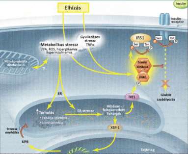 receptorhoz ER chaperon (GRP78) kötődik. Azonban stressz állapotban a GRP78 a szubsztrát fehérjéinek felszaporodása következtében leválik mind a három receptorról, amely az UPRhez vezet.
