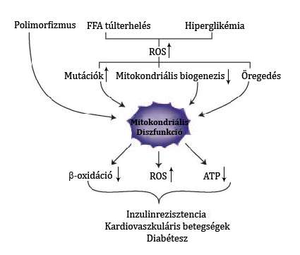 5. ábra: Mitokondriális diszfunkció mechanizmusa. A túlzott táplálék bevitel fokozza a ROS termelést és csökkenti a mitokondriális biogenezist, melyek mitokondriális diszfunkciót eredményeznek.