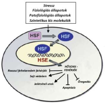 6. ábra: A sejtek belső védekező rendszere stresszválasza a különböző fiziológiás és környezeti változásokkal szemben.(westerheide 2009) Rövidítések: HSF- Hősokkfaktor; HSE-Hősokkelem.