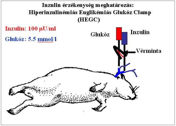 11. ábra: Hiperinzulinémiás euglikémiás glukóz clamp sematikus ábra A vércukorszint meghatározásához 10 percenként vérmintákat (0,2 ml) vettünk az artériás kanülből.