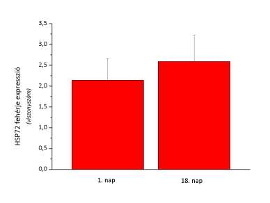 25. ábra: HSP72 fehérje szint változása olanzapin 10mg + BGP-15 400mg kombinációval kezelt egészséges önkéntesek perifériás magvas vérsejtjeiben.