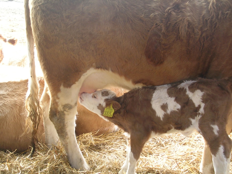 Kiemelt feladataink a nem fejt állományok tenyésztésében A borjúnevelő képesség javítása. A célpárosításoknál a fejt és nem fejt vonalak kombinálása.