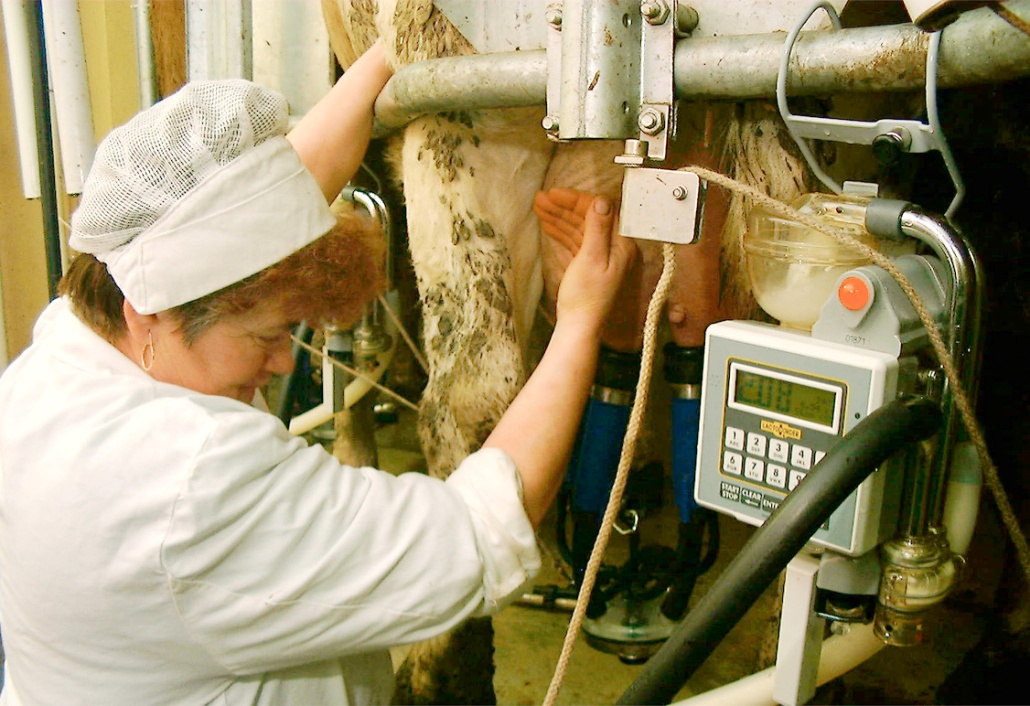 A fajta tenyésztésének irányai Fejt (kettőshasznosítású) KTI