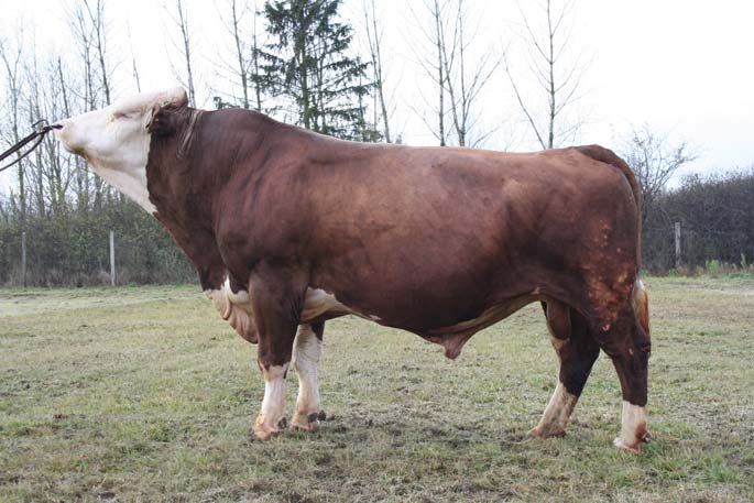 % : + 0,06 TÉ fehérje % : + 0,1 Ráma : 114 Tőgy : 110 Hús TÉ: