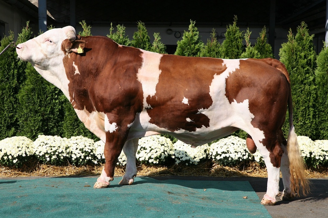 A TEJTERMELÉS ÉLVONALA Kocséri BETON Randy KTI: 124 TÉ tejmennyiség : 736 kg TÉ zsír kg : 31 kg TÉ zsír % :