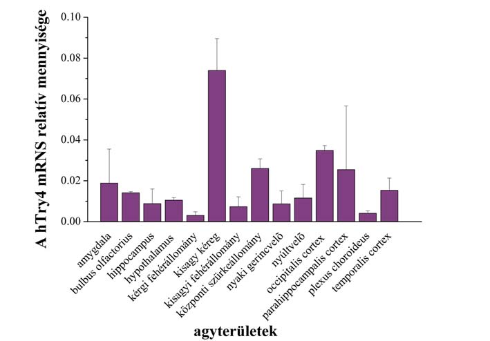 17. ábra A humán tripszinogén 4 mrns-ének β-aktinhoz viszonyított mennyisége különböző agyterületekben.