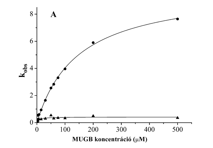 5.4.2 A megfigyelt sebességi állandók szubsztrátkoncentráció-függése 19.