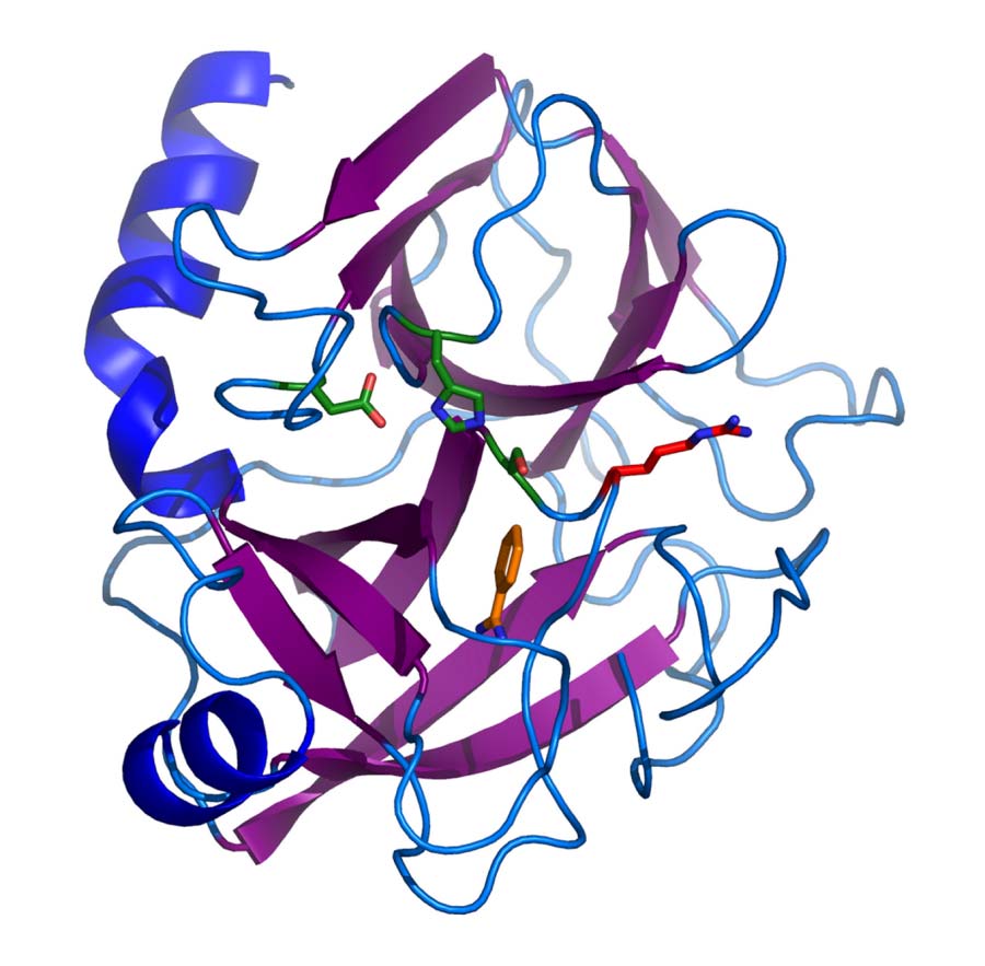 1. ábra A vad típusú humán tripszin 4 térszerkezete az 1h4w Protein Data Bank file alapján a PyMol programmal ábrázolva (DeLano 2002).