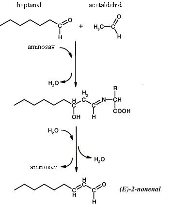 Ohloff 1978-ban ionos reakciómechanizmust (19. ábra) javasolt a 2-nonenal 9-LOOH-ból való keletkezésére. 18. ábra 9-LOOH és 13-LOOH képződése linolsav autooxidációjával (Belitz és Grosch, 1999) 19.