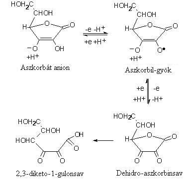 2. ábra Az aszkorbinsav oxidatív metabolizmusa (Valko et al.