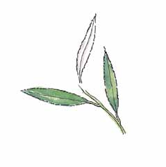 angustifolia) Mézgás éger (Alnus glutinosa) Keleti