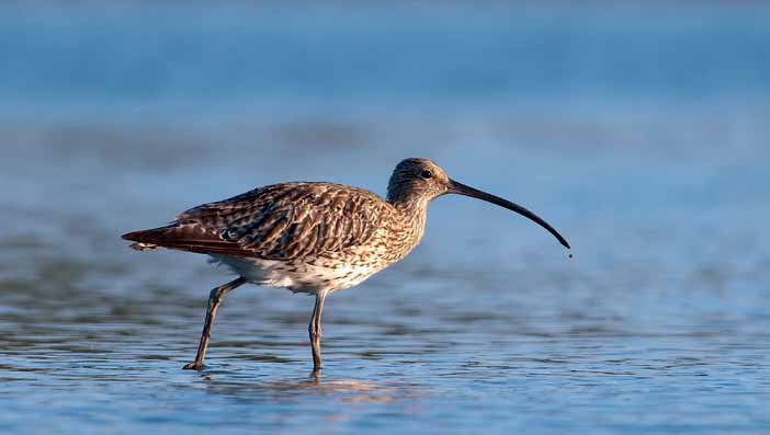 Nyári lúd (Anser anser) Nagy kócsag (Egretta alba) Fekete gólya (Ciconia nigra) Nagy póling (Numenius arquata) Bakcsó