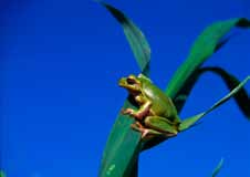 The reserve includes the Torre Guaceto wetland, whose international importance has been established by the Ramsar Convention.