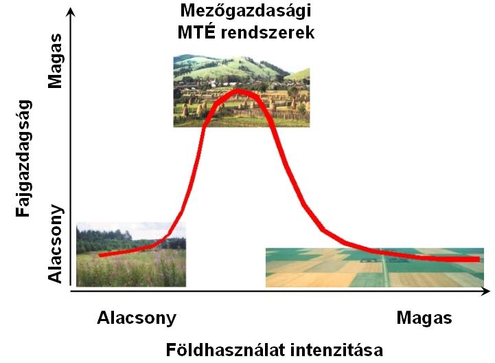 1. ábra Az élőhely zavarása és a fajgazdagság közötti összefüggés Forrás: Grime (1973) A növényi fajgazdagságot példaként tekintve, a modell azt mutatja, hogy nagy mértékű zavarás néhány alkalmazkodó