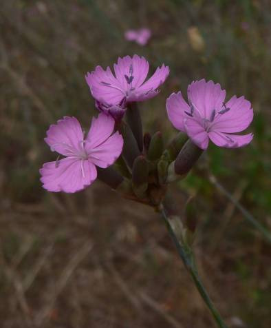 A száraz homokterületek fokozottan védett növényei A tartós szegfű (Dianthus diutinus Kit. ex Schult.) rövid ismertetése A Dianthus diutinusról részletes adatok állnak rendelkezésre.