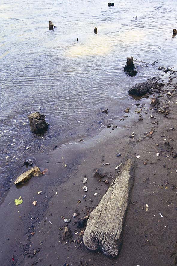 A Tisza túloldalán, a belvárosi hídfőnél az augusztus végi alacsony vízállásnál Molnár Dezső edző vízszintesen fekvő cölöpök maradványaira hívta fel a figyelmünket közvetlenül a Zagyva-torkolattól