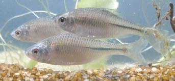 Pikkelyei nagyon aprók, erősen tapadnak, számuk az oldalvonalon 85 115. A hal testét vastag nyálkaréteg fedi, színe az aranysárgától a majdnem feketéig változó.
