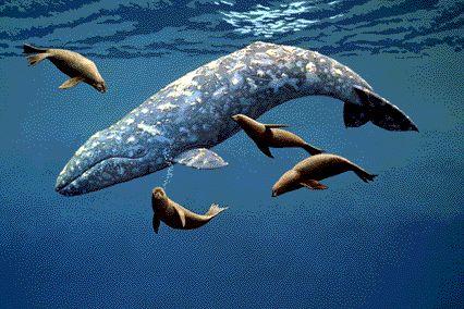 A bálnák, élő részei egy valóságos hálórendszernek! Lényükön belül hordozzák a "Föld történelmét" és áldottak emiatt.