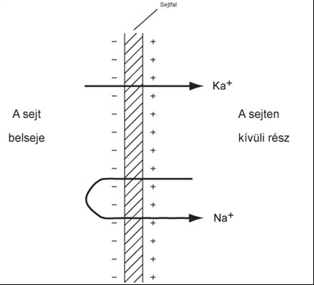 9.A A villamos áram hatásai Élettani hatás Sorolja fel a villamos áram hatásait! Fejtse ki részletesen az áram emberi ideg- és izomrendszerre vonatkozó élettani hatásait!