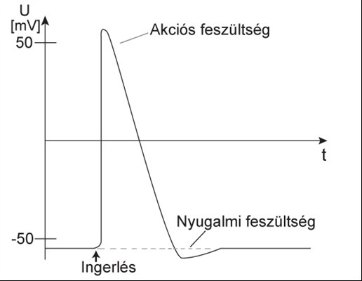 A nyugalmi és az akciós feszültség Az oldatoknak az a jellemzıje, hogy az oldott anyag az oldatban egyenletesen oszlik el, a sejtben és a környezetében is ez történik, de a sejtfalon csak a kisebb