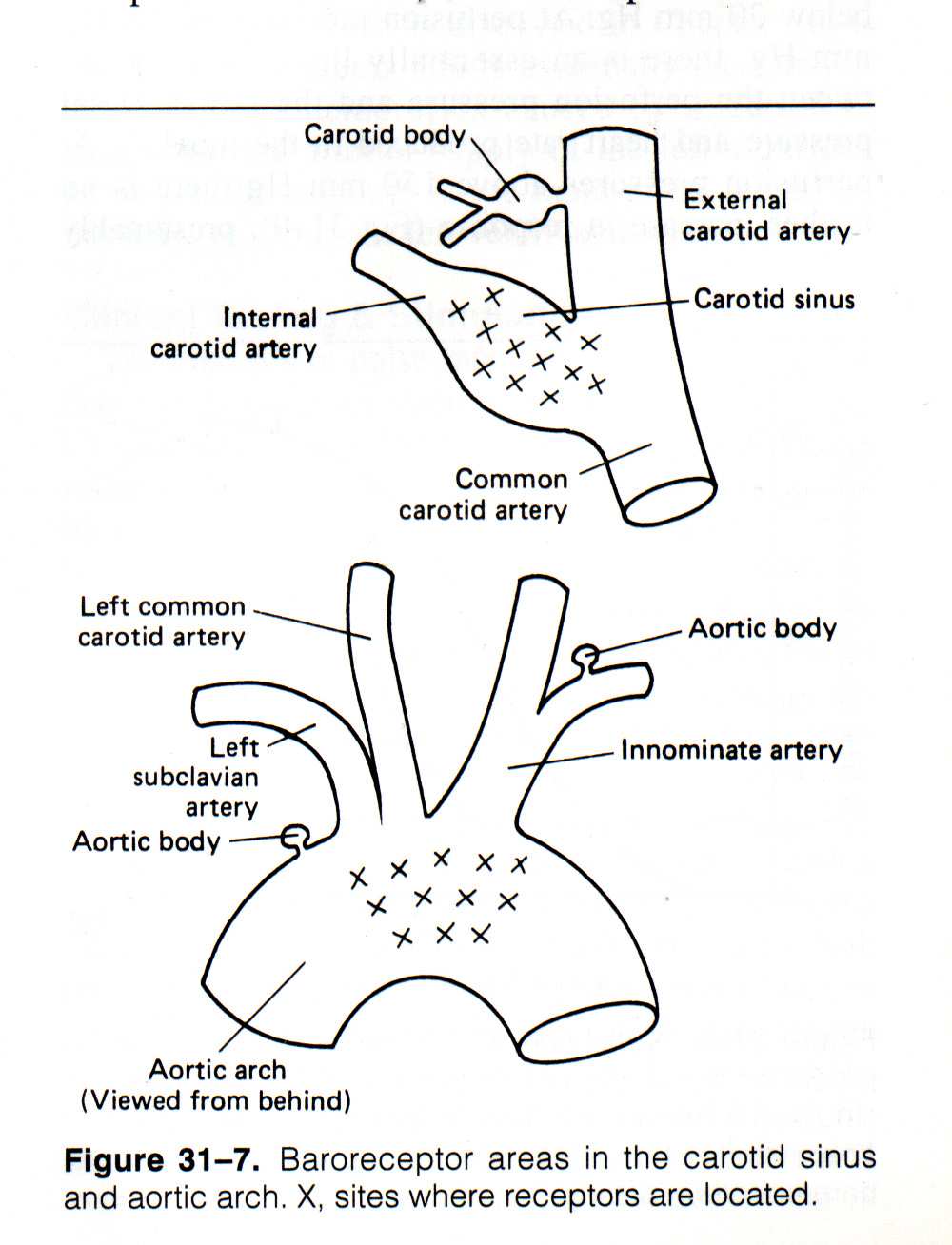 Centrális (központi) keringésszabályozás A vazomotor area bemenetei (folyt.): baroreceptorok I. magas nyomású receptorzónák: sinus caroticum, aortaív mechanoreceptor axonok a IX, X.