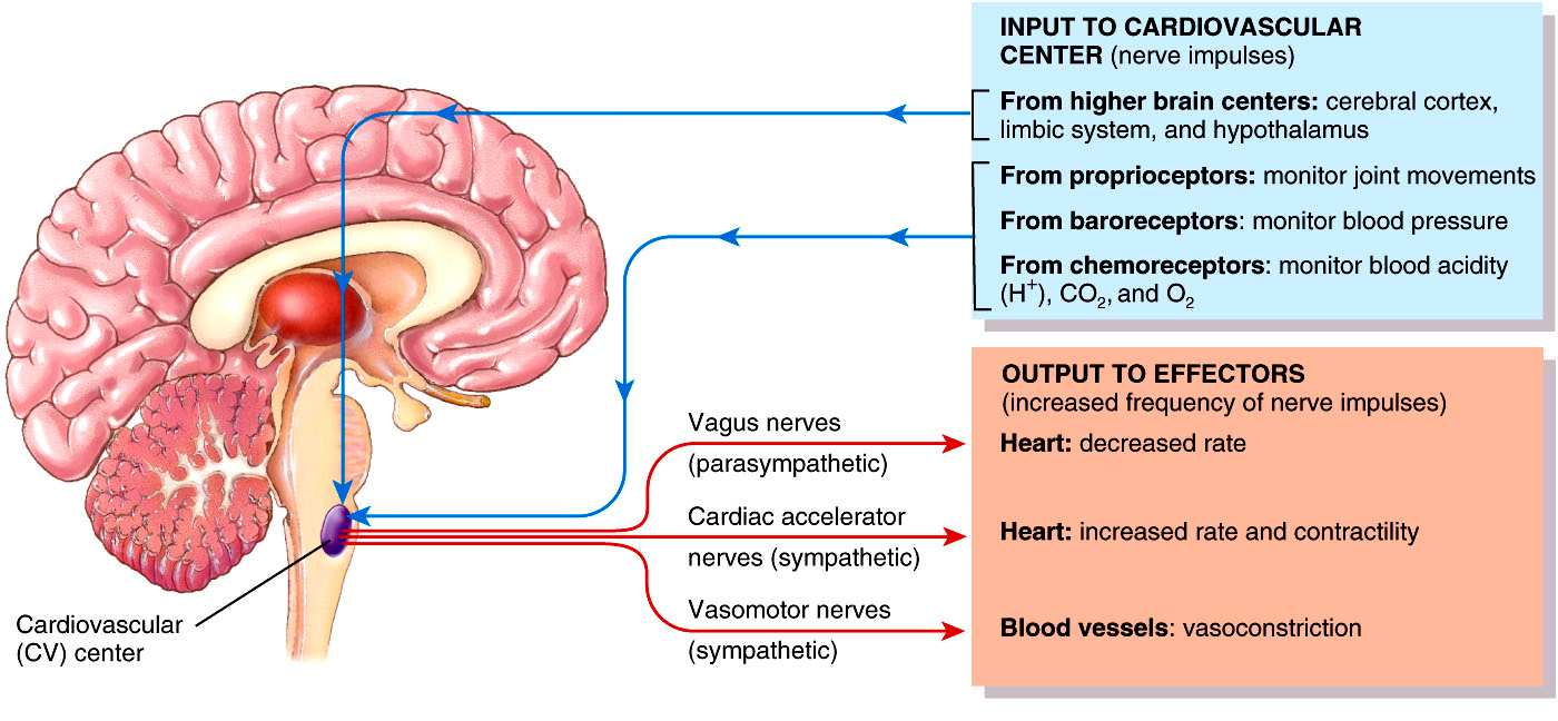 rost szimpatikus dúclánc kamrafal magasabb agyi központok (agykéreg, limbikus rendszer, hipotalamusz) proprioceptorok (ízületek mozgása) baroreceptorok (vérnyomás)