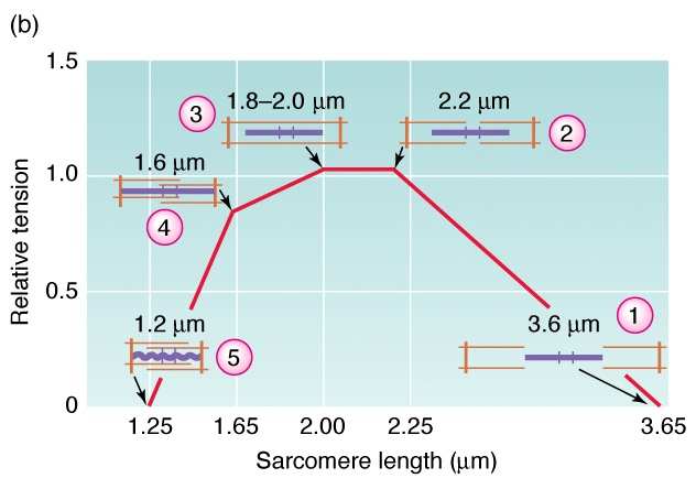 A szívizom mechanikai teljesítményének szabályozása 1) szisztolés tartalék: az izomkontrakció ereje fokozható (pozitív inotróp hatás; homometriás szabályozás) - szimpatikus hatások, intracelluláris