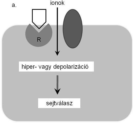 a: ionotrop, b: G-proteinhez kapcsolt, c: enzimkapcsolt, d: sejtmagreceptorok Ábra: Receptor-nagycsaládok