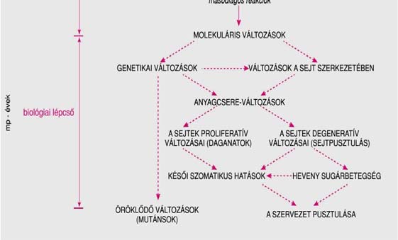 1% gyéb 1% Egy 75 kg-os átlagmbrbn található trmészts rdtű radioaktív atomok száma, aktivitása és az