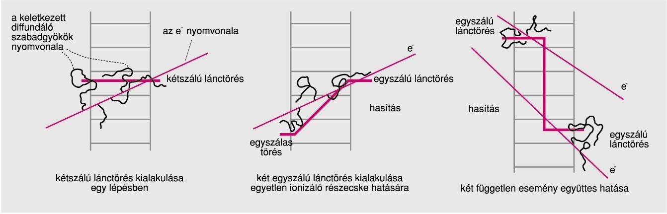 Sugárérzéknység, sugárrzisztncia A. Biológiai variabilitás 1. Sjt ciklus 2. Sjt diffrnciáció B. A sugárzás kvalitása 1. Ionizációs sűrűség (LET) 2. Áthatoló képsség C. Idő Faktor 1.