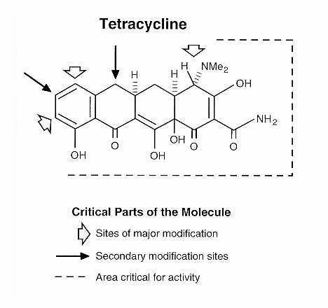 Tetraciklinek bakteriosztatikus hatás (trns kötődését gátolja a riboszómához) hatásspektrum: széles (de nem hat: pseudomonasokra, proteusokra) oxytetracyclin és doxycyclin terheseknek, 8 év alatti