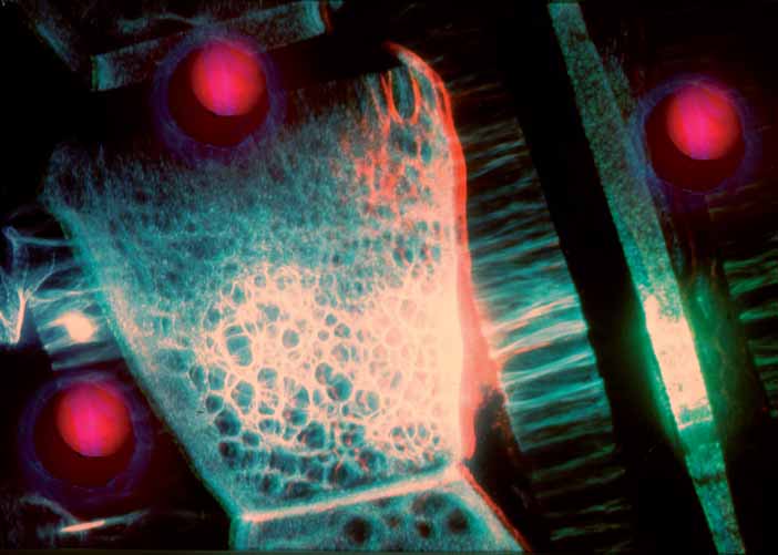 A látható világ táguló határairól a holográfia a képzômûvész megközelítésében Eger, Nemzetközi Fényszimpózium 1999. A létezô összekapcsolása a láthatóval sok évszázados tévhit.