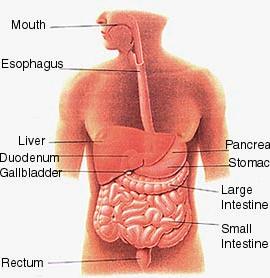 Lipid és mucin részekből áll Fiziológiásan májban,pancreasban,gyomor-bél