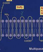 Legfontosabbak: Fy(a+b-) Fy(a-b+) Fy(a+b+) Fy(a-b-) Duffy fenotípusok Duffy antigének Fy a és Fy b 1 aminosav különbség a 43.