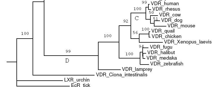 A D-vitamin receptor VDR filogenezis -citoszol citoszol -nucleáris nucleáris -membrán membrán lassú válasz - gyors válasz bélhám bélhám monocyták monocyták enterocyták enterocyták izom izom B-sejtek