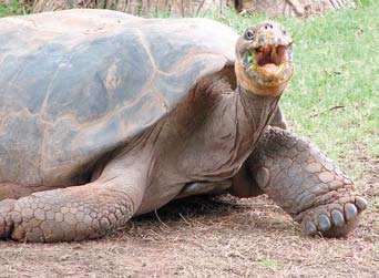 Az állatvilág utolsó menedékei Galápagos kétségtelenül a Föld egyik legérdekesebb területe.