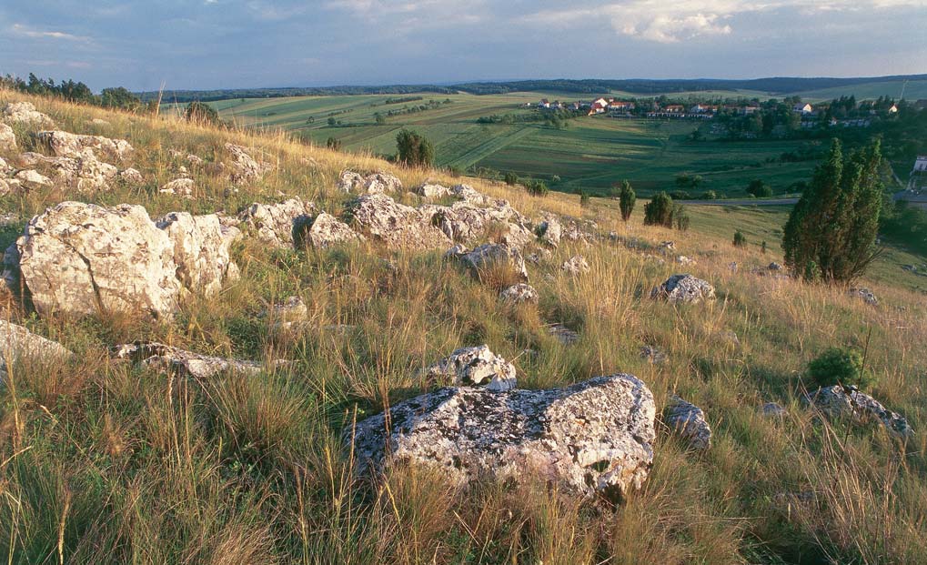 A szabadtartásban élő, hazánk egyetlen, génmegőrzés céljából tartott hucul ménes állományának nagyobb része Jósvafőből indulva, a Tohonya Kuriszlán tanösvényt bejárva tekinthető meg.