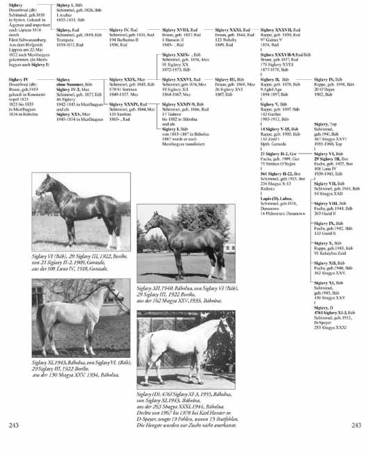 A Siglavy méntörzs Bábolnán Siglavy VI sárga bábolnai törzsmén, szül. 1922-ben a borikei ménesben, apja 21 Siglavy II-2, anyja 108 Luna IV. Siglavy XI szürke bábolnai törzsmén, szül.