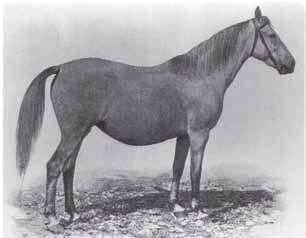 Ami a magyar lovak kiemelkedő teljesítményében az arab vérnek tulajdonított nagy szerepet illeti, E. de Borostyánkő véleménye a kor tudományos közvéleményével is egyezett. Dr.