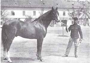 Koheilan III. törzsmén. Született 1902-ben Bábolnán.