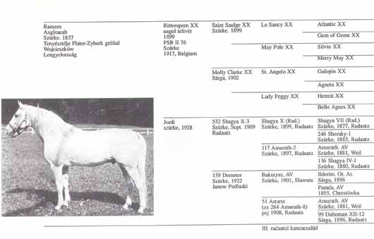 Shagya-Arab vér a nemzetközi sportlótenyésztésben Az arab vér a korszerű sportlovak tenyészcéljának eléréséhez is jelen tősen hozzájárult.