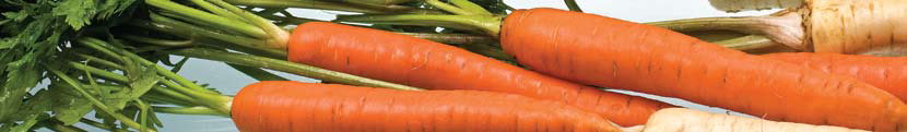 SÁRGARÉPA (Daucus carota) 1g=magszám Vetőmagigény g/10 m 2 Vetésidő szabadföldi termesztéshez Vetésmélység cm Sor- és tőtávolság cm Csírázási nap 6-20 C-on 650-700 4-5 III-VI 1-2,5 25-35 x 2,5 10-20