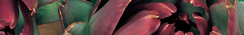 ARTICSÓKA (Cynara cardunculus) 1g=magszám Vetőmagigény g/1000 növény Vetésidő szabadföldi termesztéshez Vetésmélység cm Sor- és tőtávolság cm Csírázási nap 18-20 C-on 21 80 III-V ültetés V-VI 2