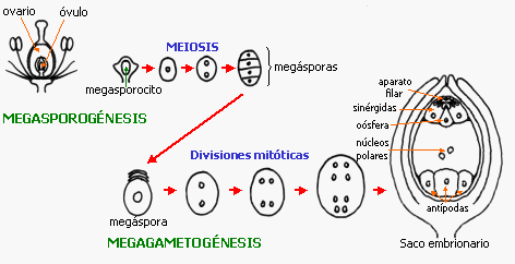 AZ EMBRIÓZSÁK KIALAKULÁSA MEGASPÓRA EMBRIÓZSÁK