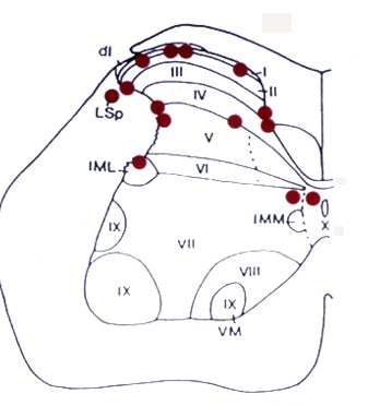 Iia, lamina V contralateral lamina V C rostok (nem