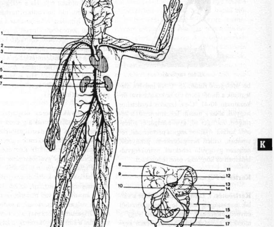 161 Karfürdő Érrendszer Kapuérrendszer: 1. nyaki erek 2. felső üresvéna 3. aortaiv 4. sziv 5. alsó üresvéna 6. a test főülőere 7. vesék 8. máj 9. májvénák 10. kapuér 11. lép 12. gyomor 13.